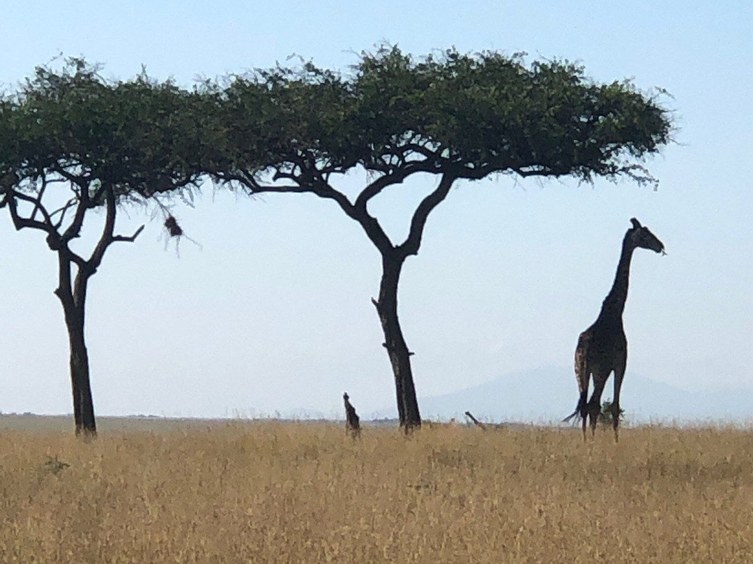 Livets Resa-阿鲁沙必去景点