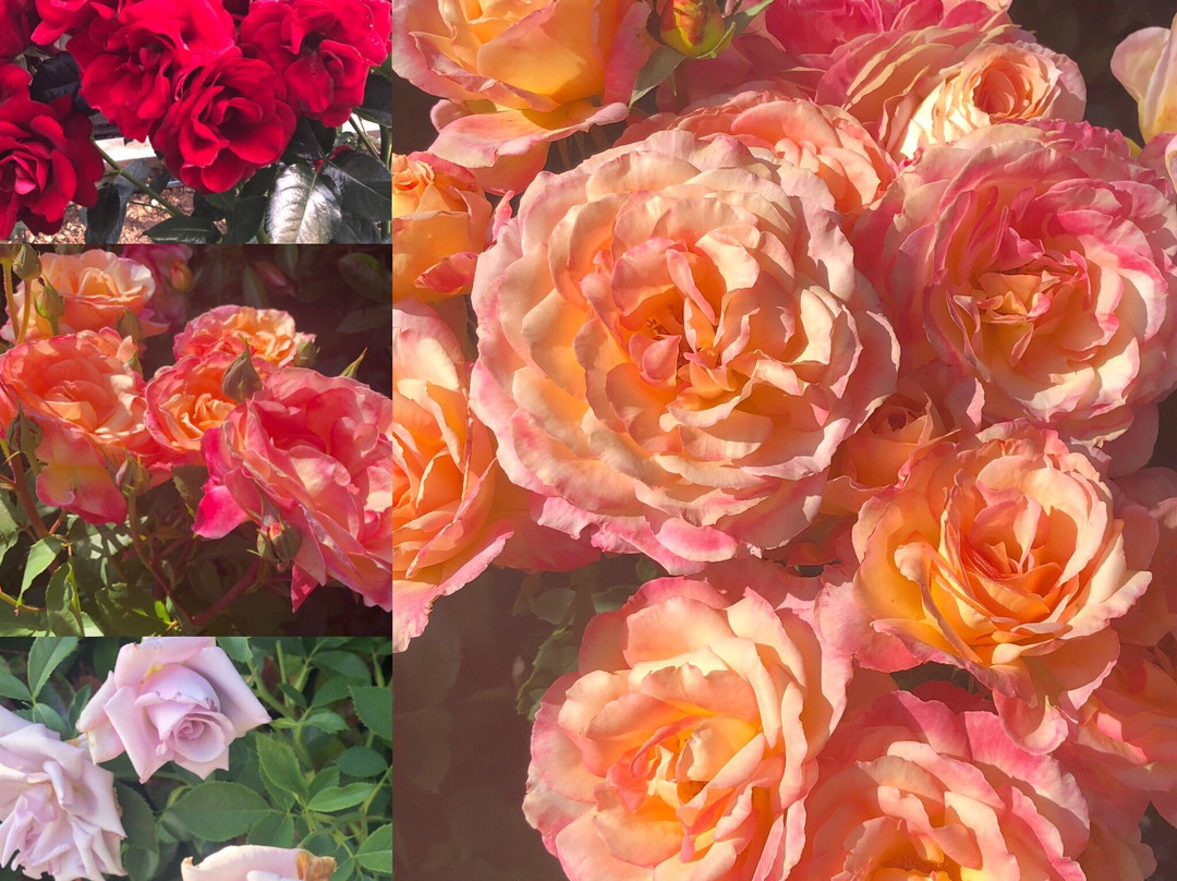 The Ruse Healdsburg主图