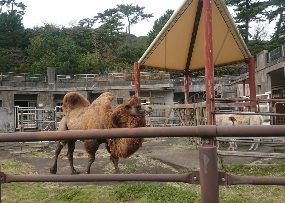 Oshima Park Zoo-大岛必去景点
