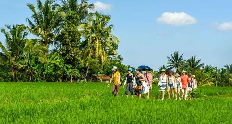 Jungle Boy-Tetebatu必去景点