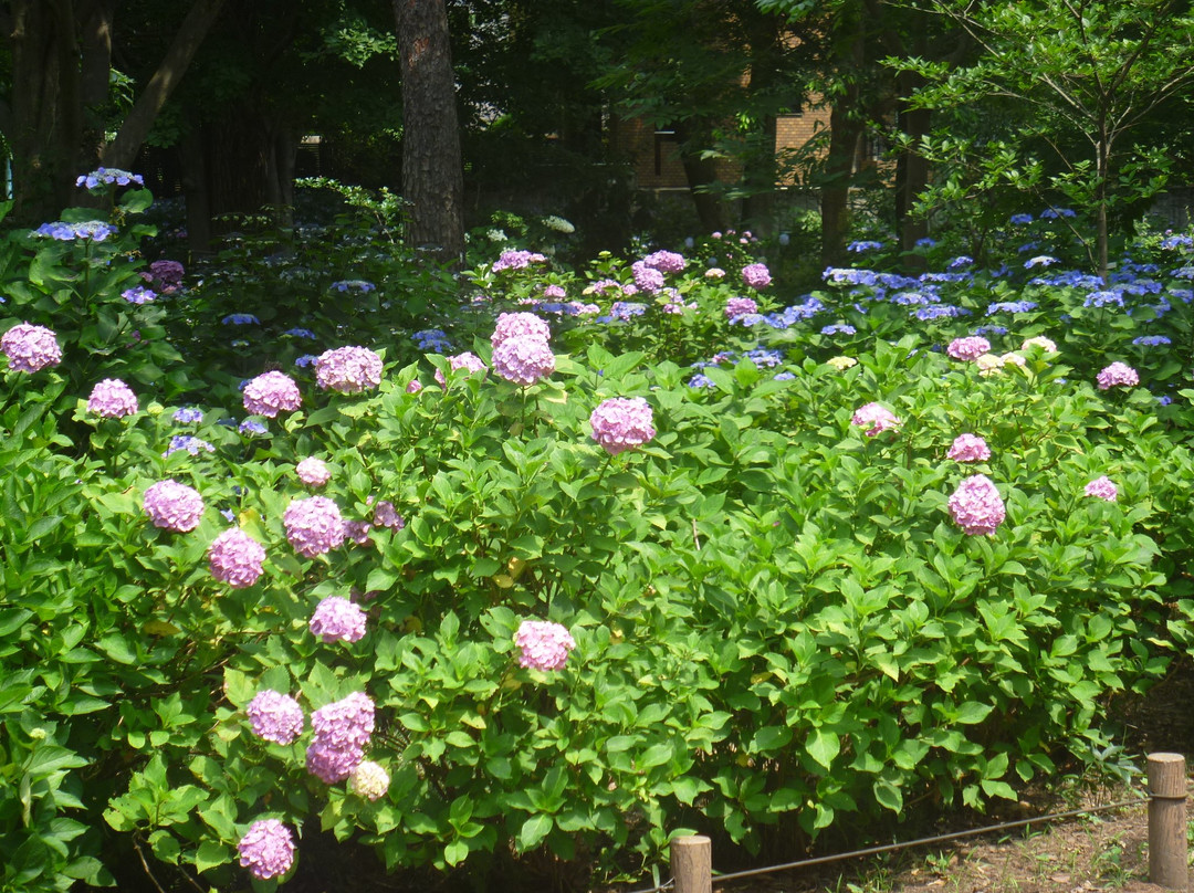 Ajisai Park-小平市必去景点