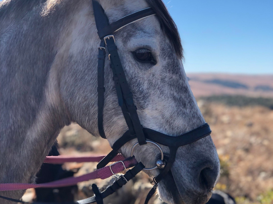 Dullstroom Horse Riding Centre-德尔斯特鲁姆必去景点