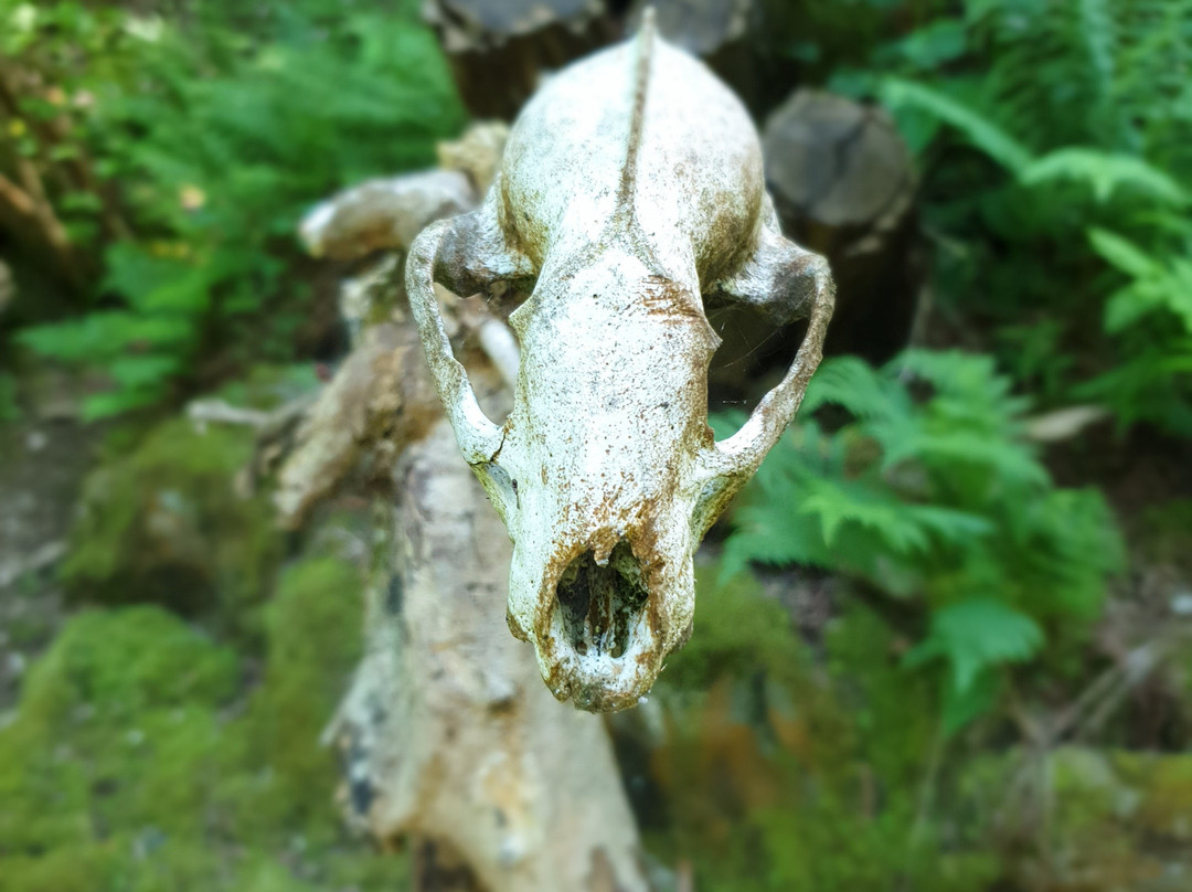 Nahe der Natur - Mitmach-Museum fur Naturschutz景点图片