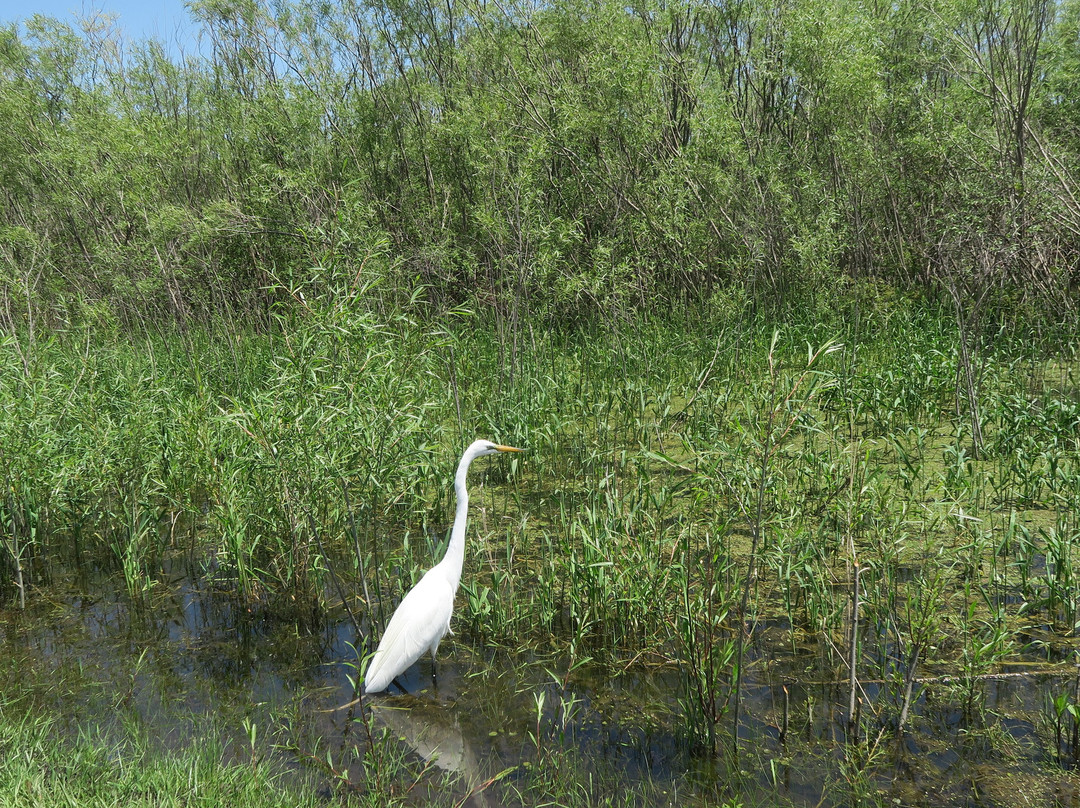 Great Egret Marsh Preserve-Lakeside必去景点