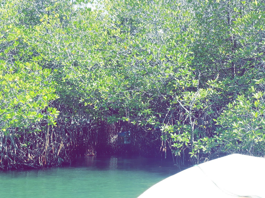 Nilwala River Safari-巴拉碧提雅必去景点