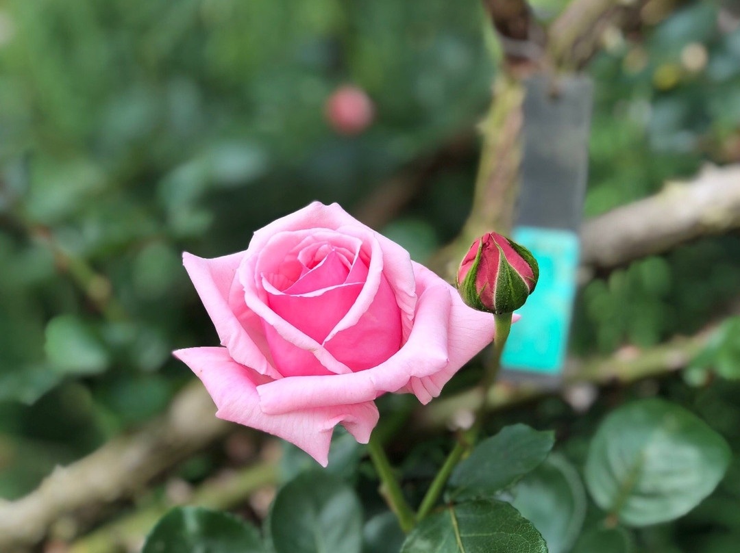 Sakura Kusabue no Oka-佐仓市必去景点