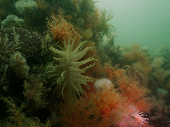 Base de plongée de la FQAS aux Escoumins-Les Escoumins必去景点