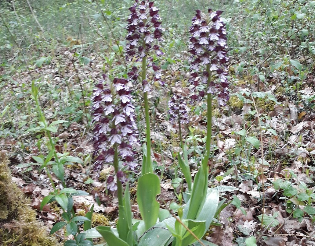 La Maison des Bois主图