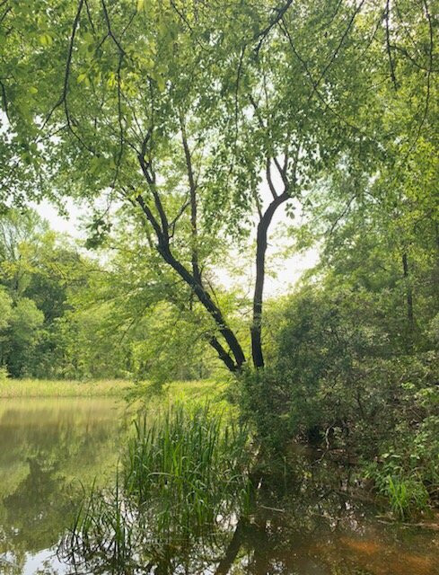 Tyler State Park景点图片