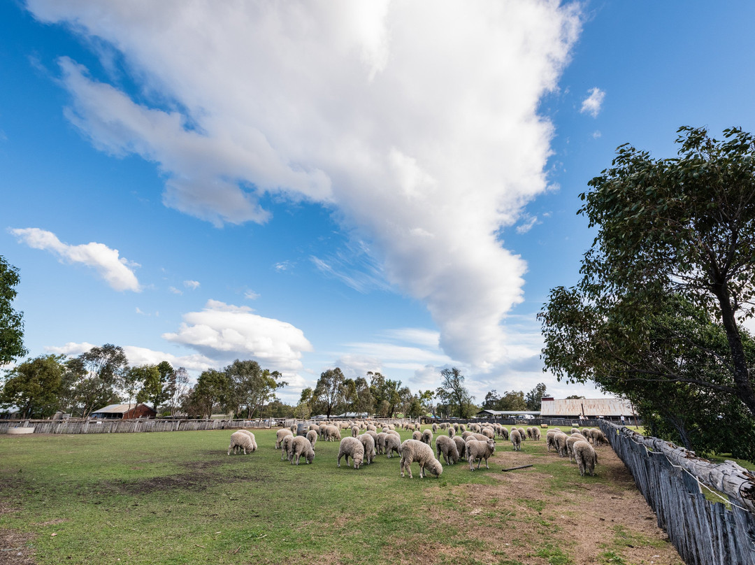 The Woolshed at Jondaryan景点图片