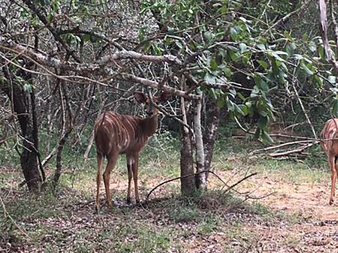 Nguni Lodge @ Kuleni Game Park主图