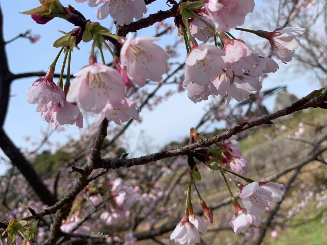 Cherry Trees in Kagamiyama-唐津市必去景点