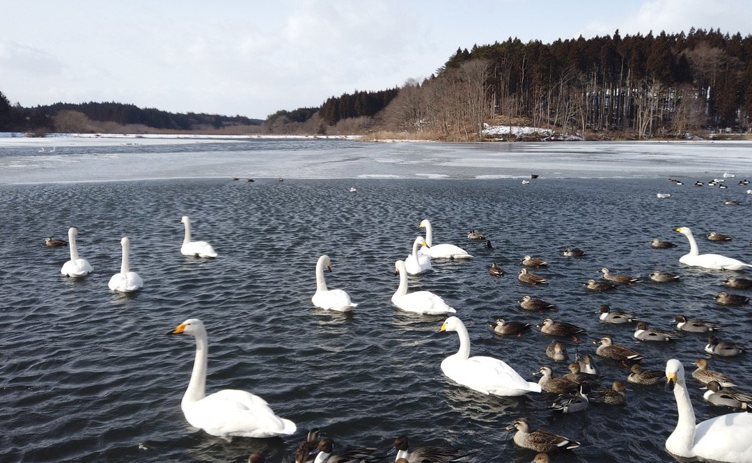 Oirase Town Nature Center Swan House景点图片