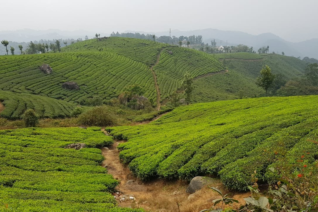 Trip in Kerala景点图片