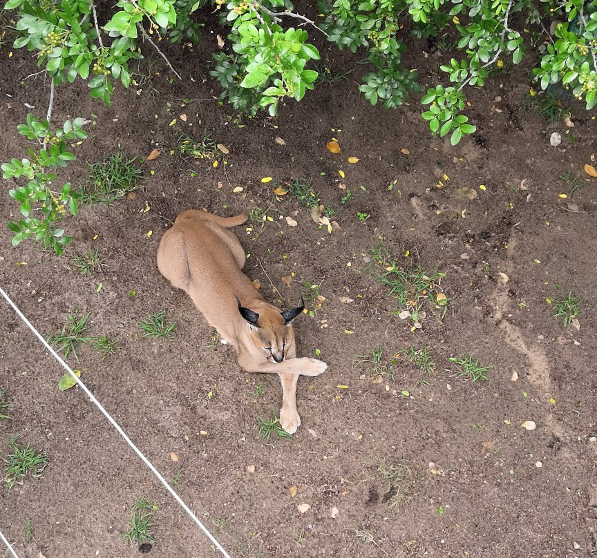 Seaview Lion Park-伊丽莎白港必去景点