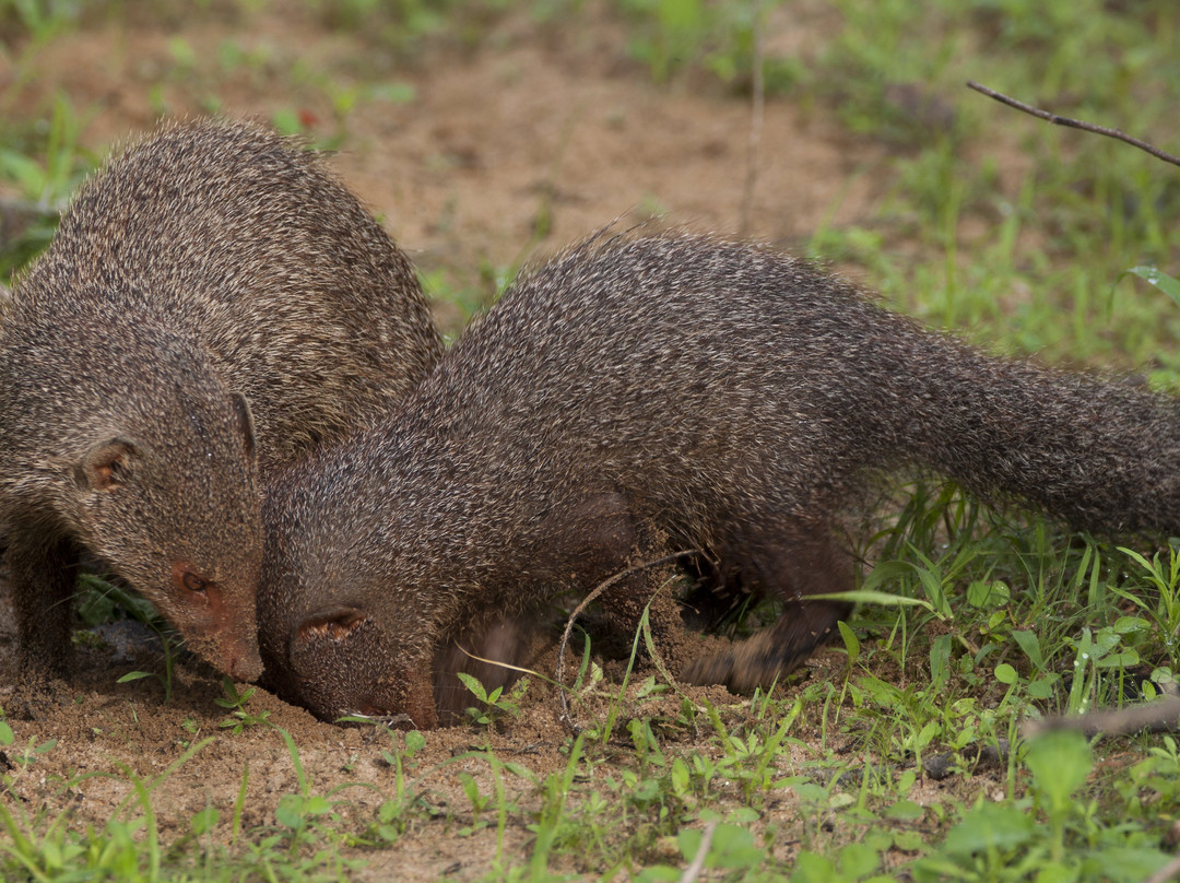 Sri Lankan Tour Leaders-科伦坡必去景点