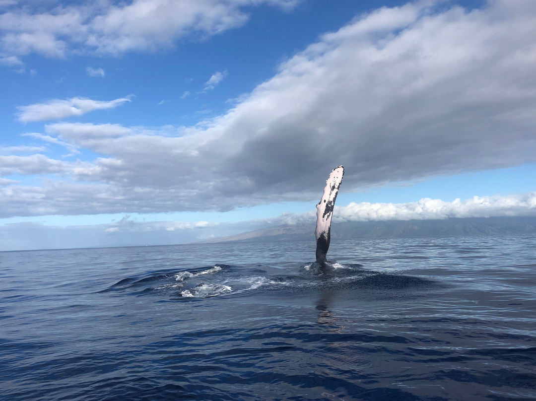 Blue Maui Ocean Adventures-卡纳帕利必去景点