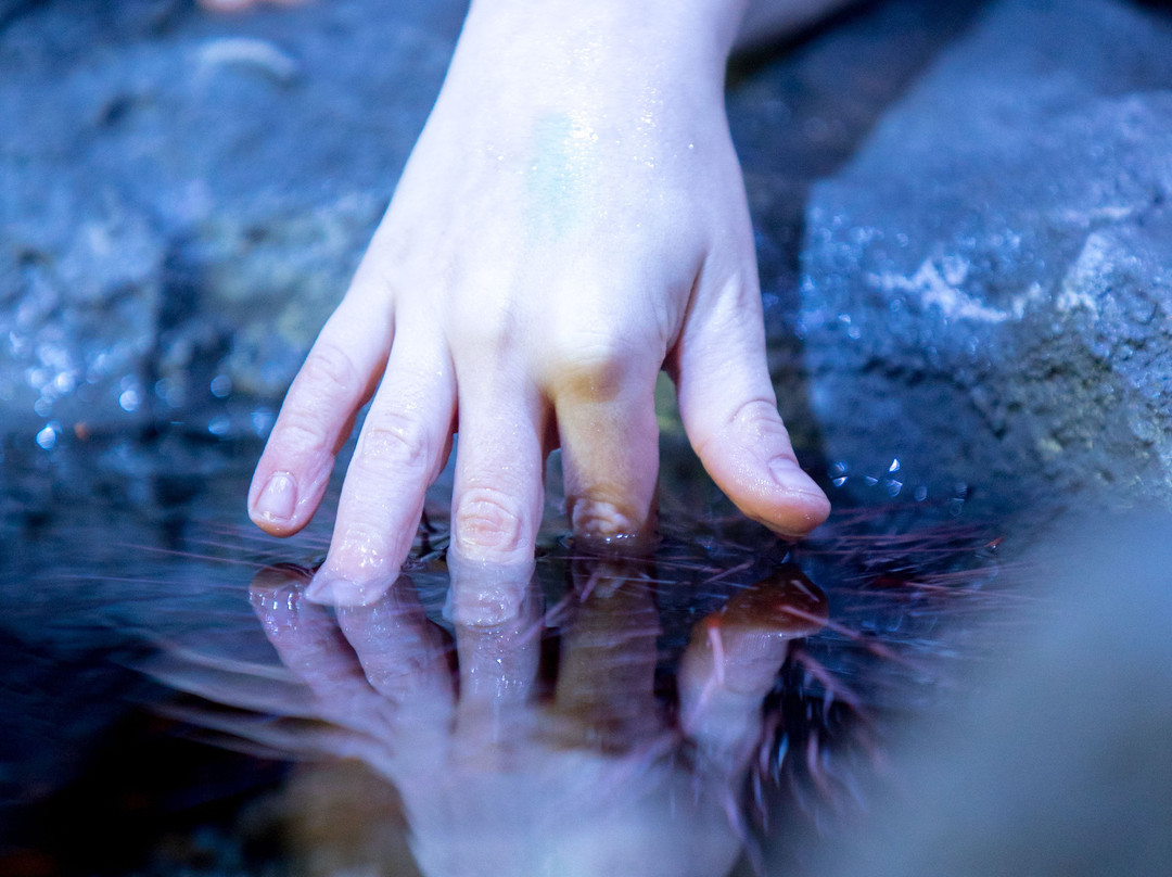Tidepools Aquarium-吉布森斯必去景点