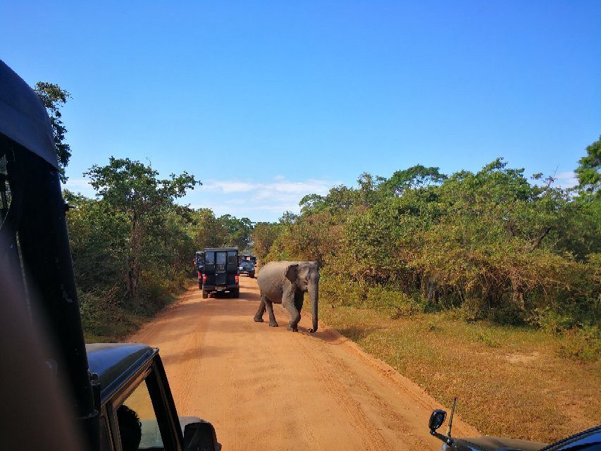 Sasindu Safari Jeep Tours景点图片