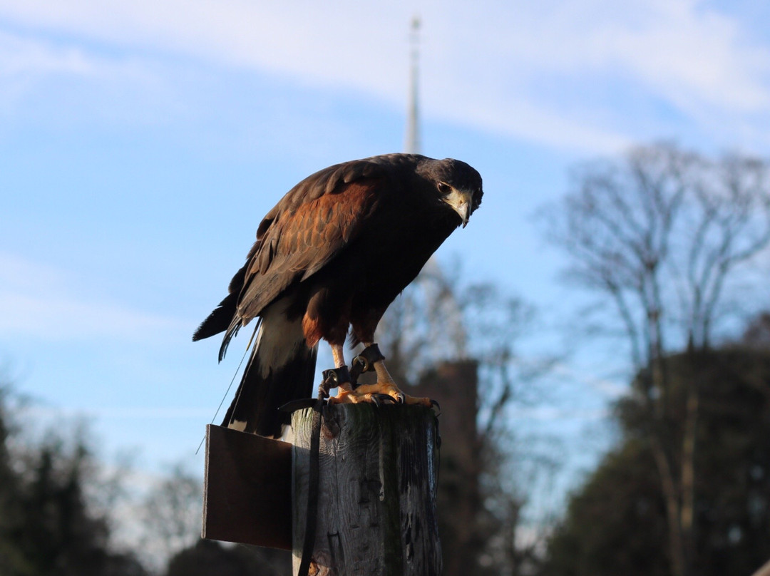 Falconry Southeast景点图片