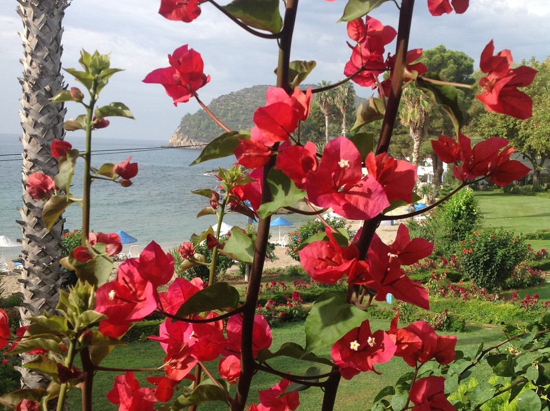 Marvel Tree Hotel Bozyazi主图