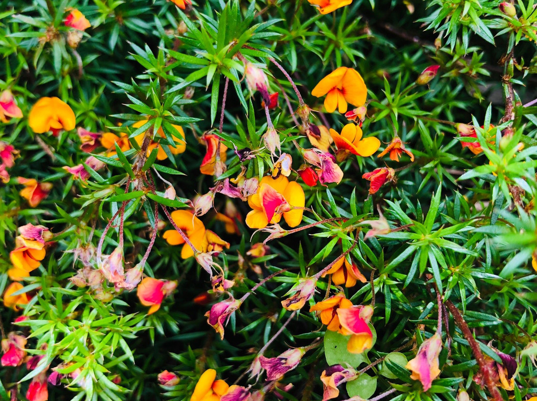 Tasmanian Bushland Garden-Buckland必去景点