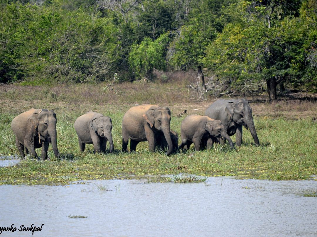 BIG 3 Safari景点图片