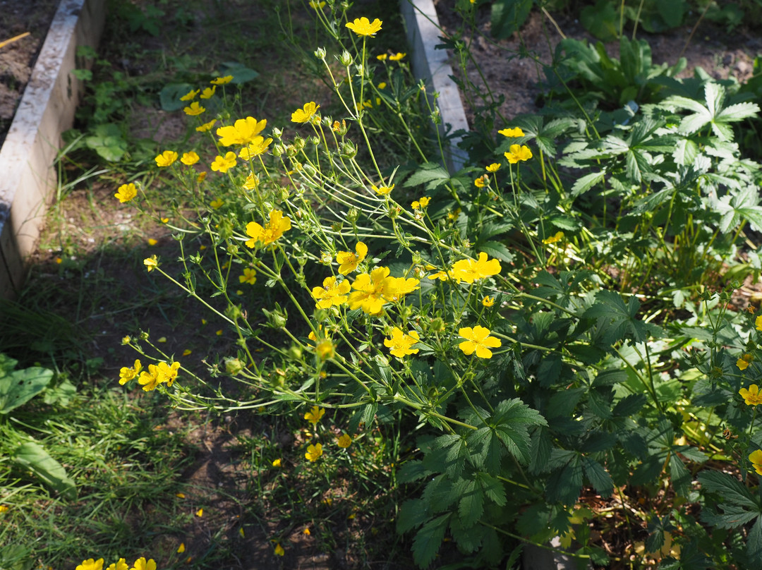 Botanical Garden景点图片