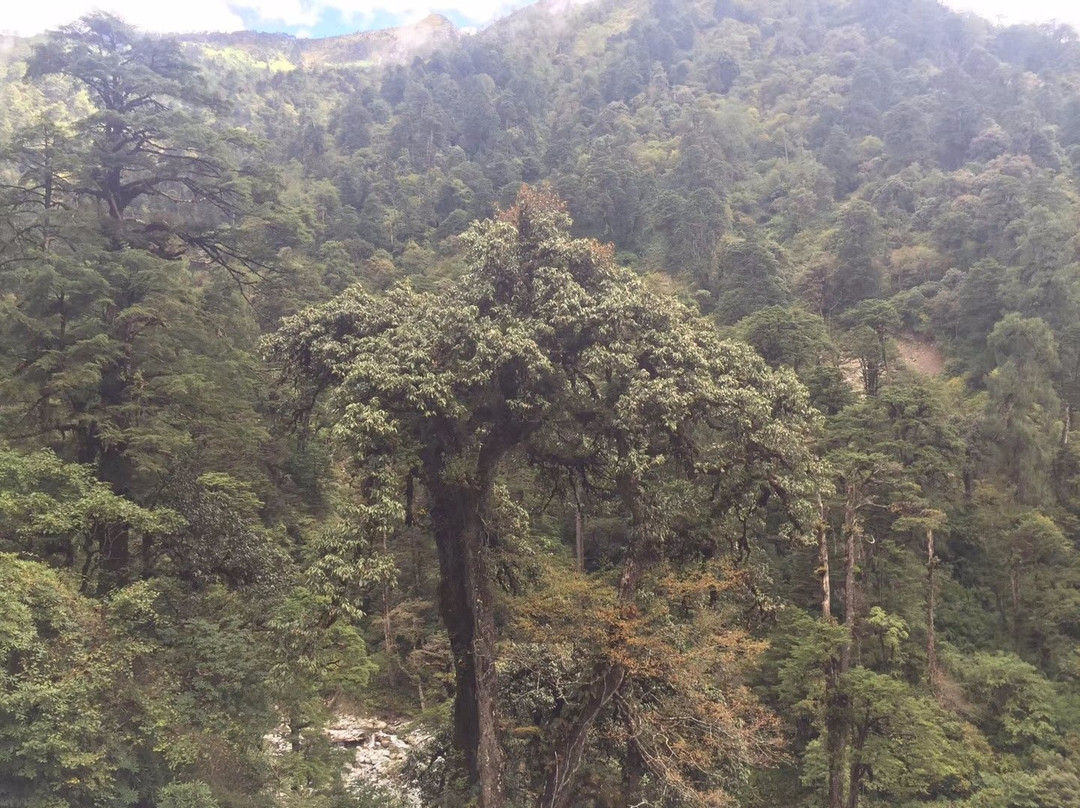 高黎贡山国家级自然保护区景点图片