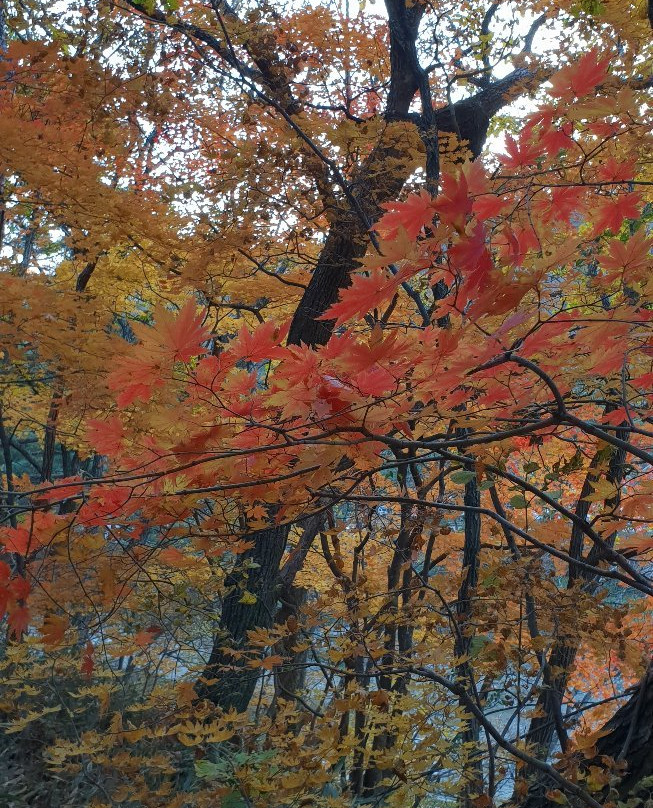 Hongcheon Ginkgo Forest景点图片