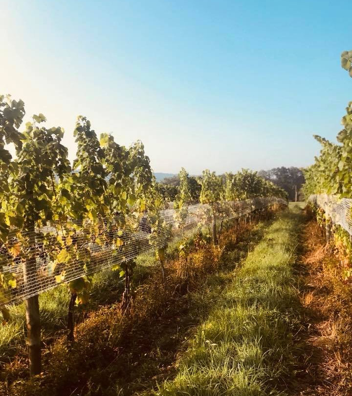 Briar Valley Vineyards & Winery景点图片