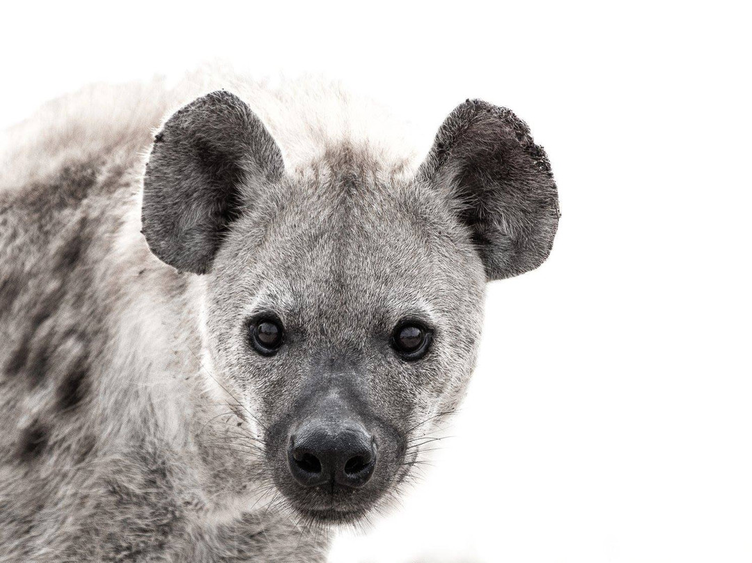 Apex Tours & Safaris-比勒陀利亚必去景点