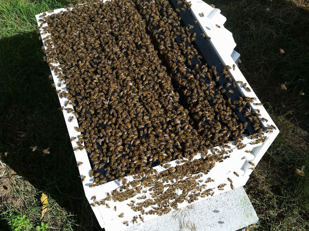 Beekeeping Class Newcastle - Hands On景点图片