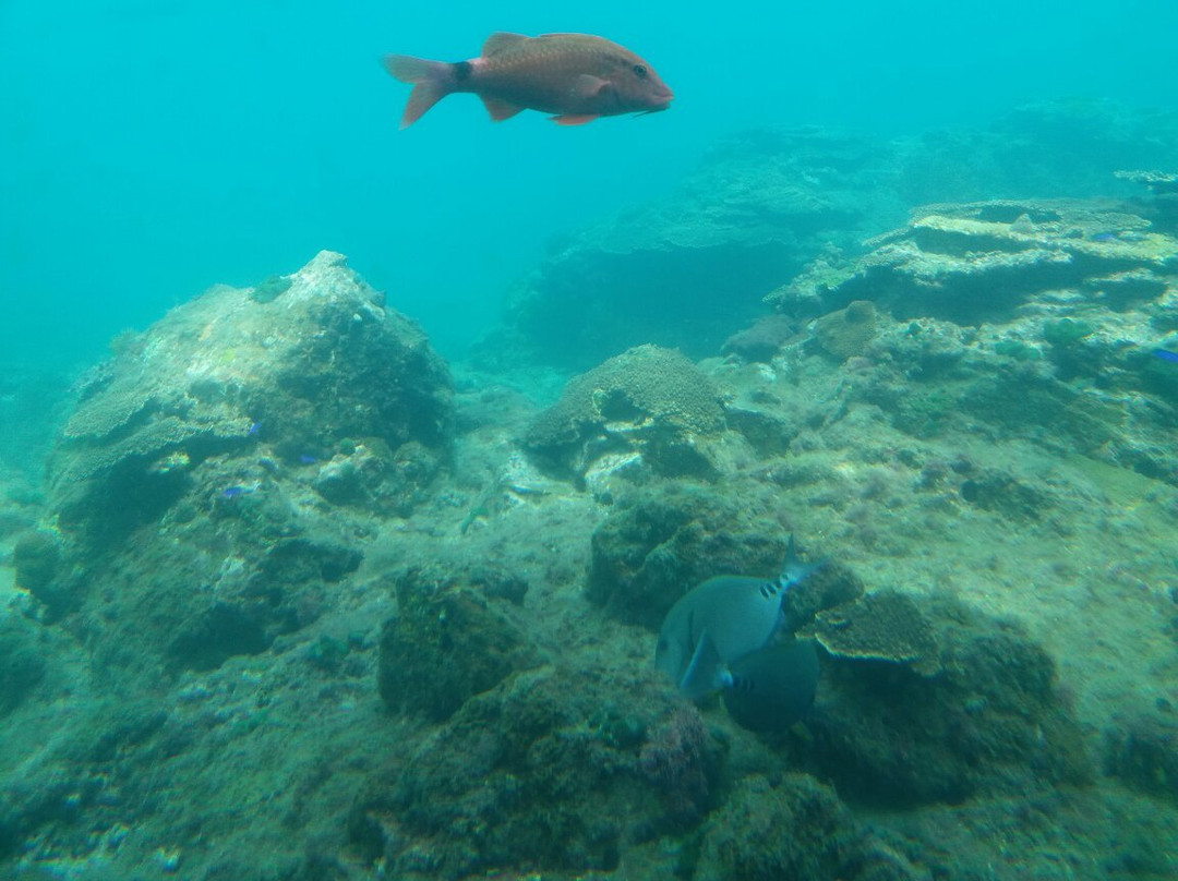 Kushimoto Marine Park Undersea Tower景点图片