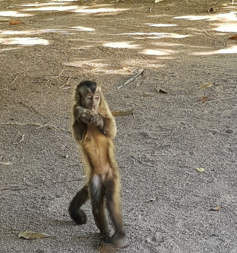 Parque Florestal de Sinop景点图片