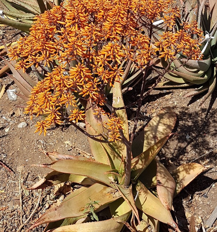 The Aloe Farm景点图片