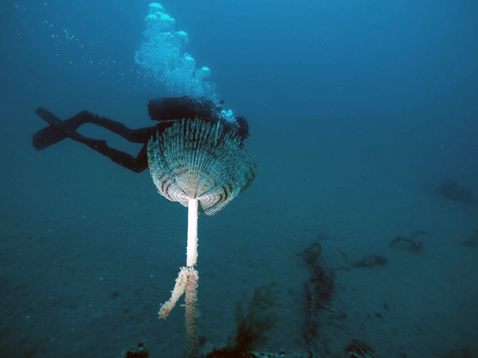 Diving Center Big Blue Montenegro-布德瓦必去景点