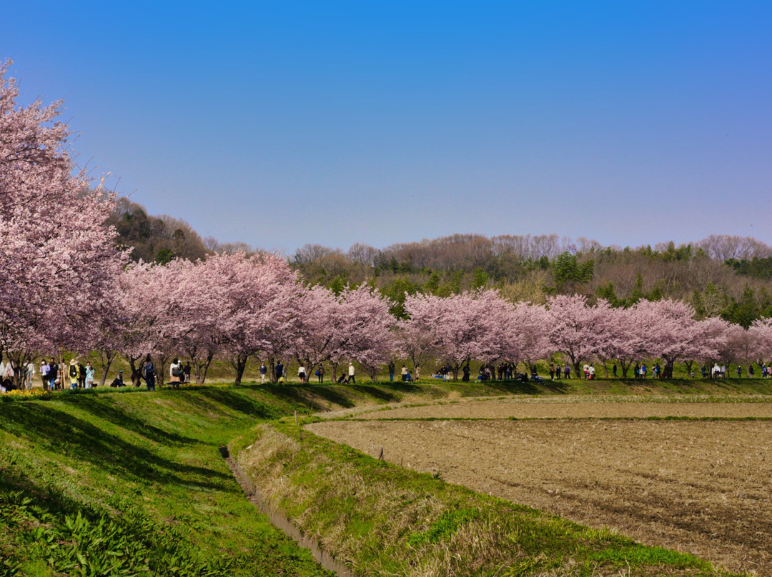 Kitaasaba Sakurazutsumi Park-坂户市必去景点