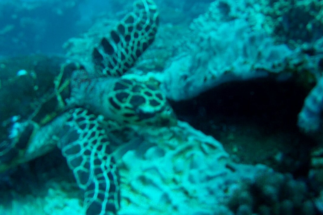 Amoray Diving-索德瓦纳必去景点