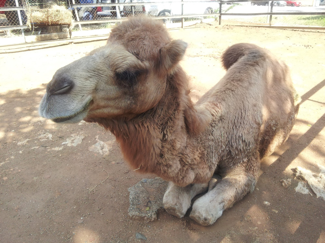 Parque Zoologico y Botanico Bararida景点图片