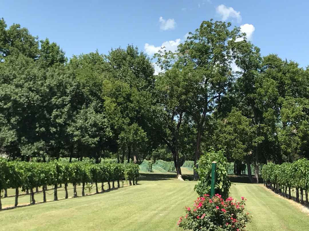 Mitas Hill Vineyard-麦金尼必去景点