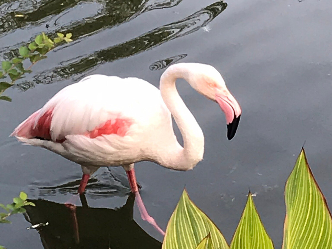 swansfarm