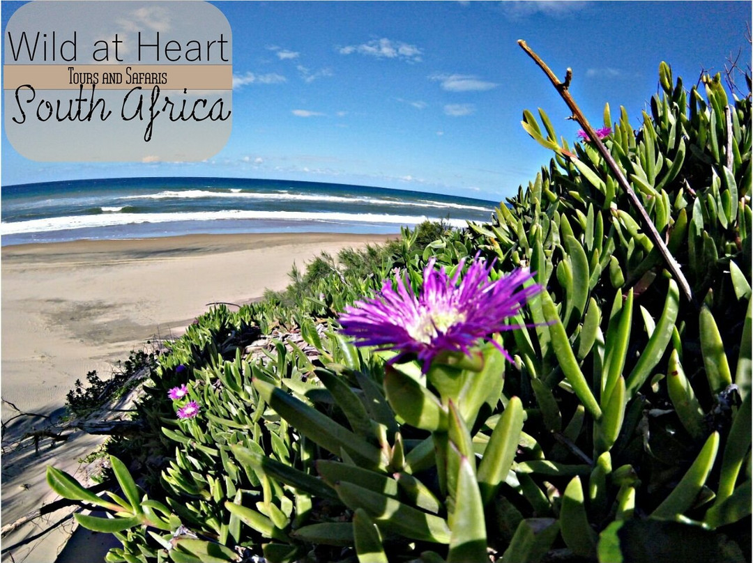 Wild at Heart Tours and Safaris (Pty) ltd.-保罗彼得斯堡必去景点