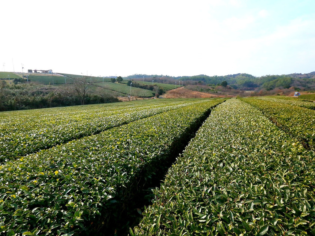 Fujigouchi Tea Plantation