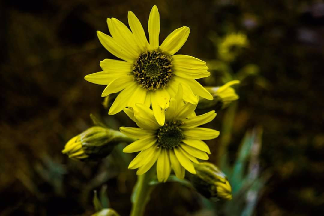 Turismo Gaia.-佩雷拉必去景点