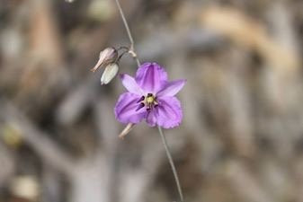 Yanipy Nature Reserve-Kaniva必去景点