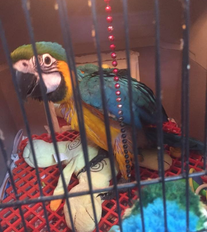 Parrots in Paradise景点图片