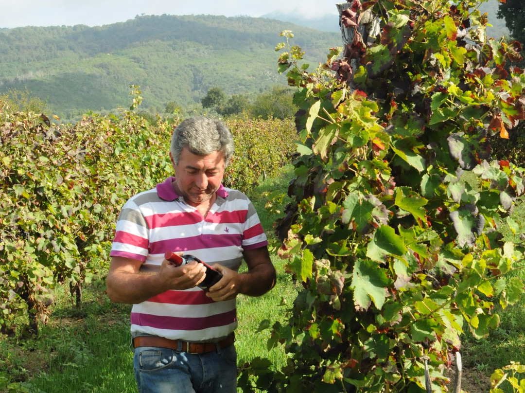 Volpara Azienda Agricola景点图片