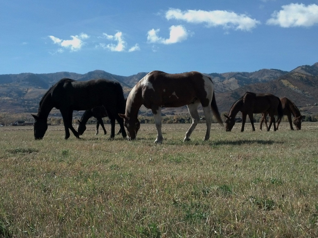 Red Pine Adventures-帕克城必去景点
