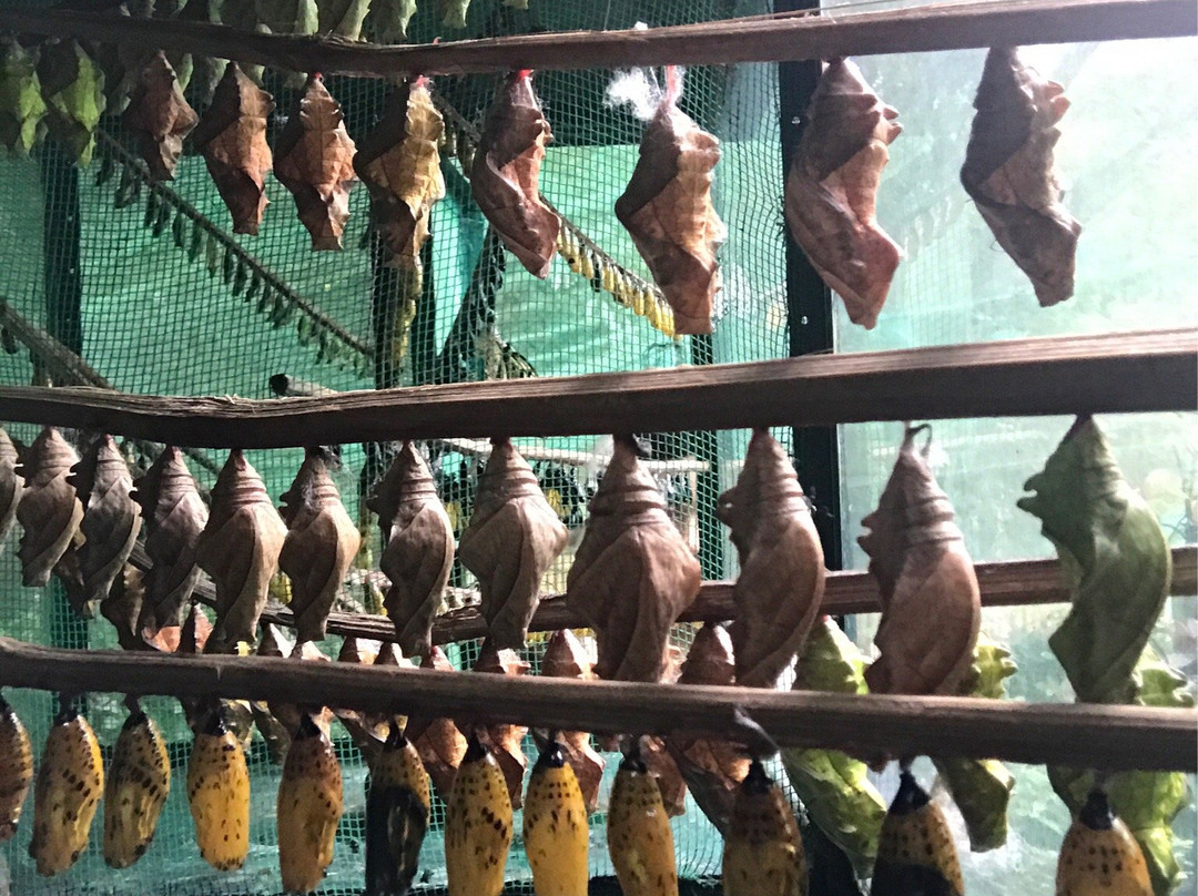 Butterfly Sanctuary at Mambukal Resort景点图片